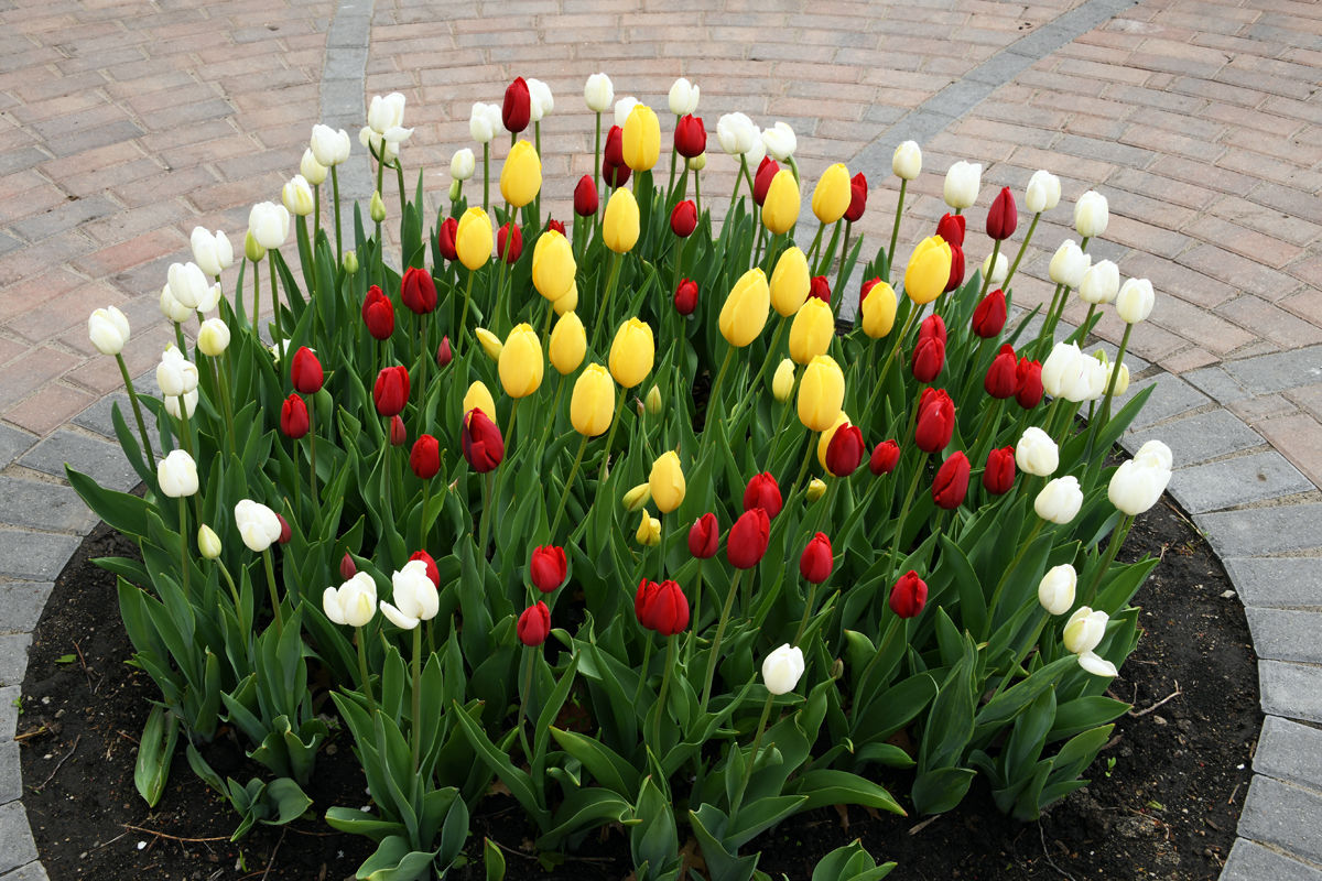 206 Tulips everywhere in Pella, Iowa.JPG